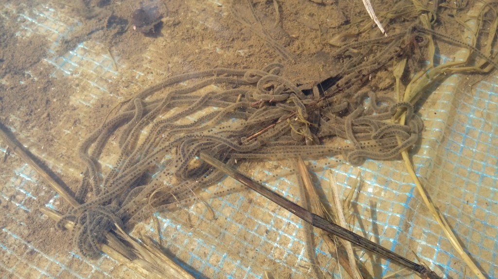 Cordoni di uova di rospo smeraldino