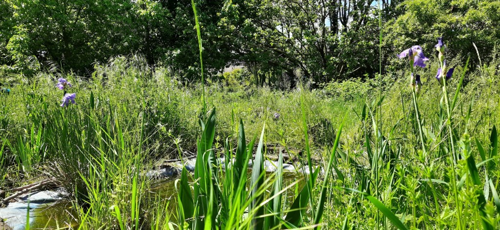 Il piccolo stagno del Rospo smeraldino, Giardini San Faustino -  Orti Cascina Biblioteca